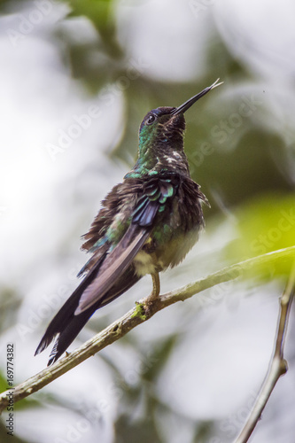 Beija-flor-de-fronte-violeta (Thalurania glaucopis) | Violet-capped Woodnymph fotografado em Santa Teresa, Espírito Santo -  Sudeste do Brasil. Bioma Mata Atlântica. photo