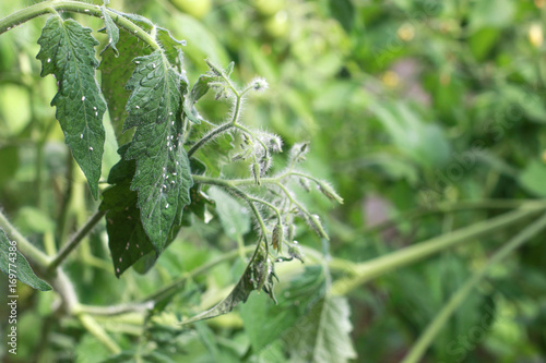 whiteflies on a tomato leaf. white flies