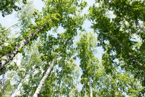 Birch forest in summer view from below into the sky