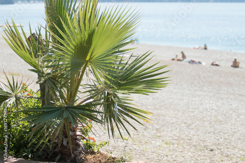 Palm trees in focus, blurred beach background