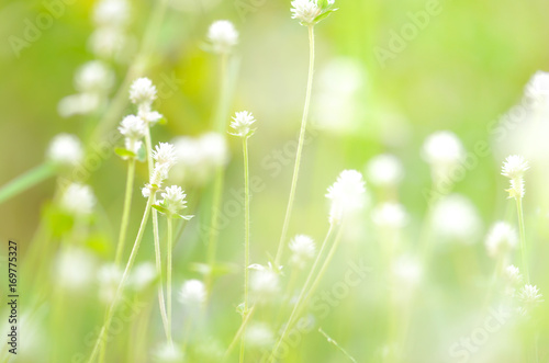 white Grass flower on ground,nature background,macro background,select focus