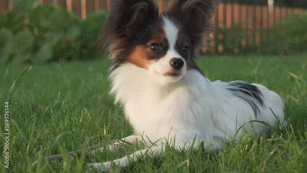 Beautiful Papillon Continental Toy Spaniel puppy lying on green lawn stock footage video Beautiful Papillon Continental Toy Spaniel puppy lying on green lawn stock footage video