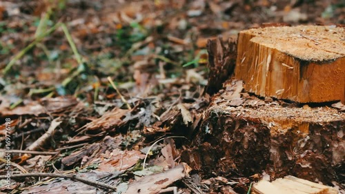 Wallpaper Mural Felled tree in the forest. Stump from a newly felled tree. The problem of deforestation Torontodigital.ca
