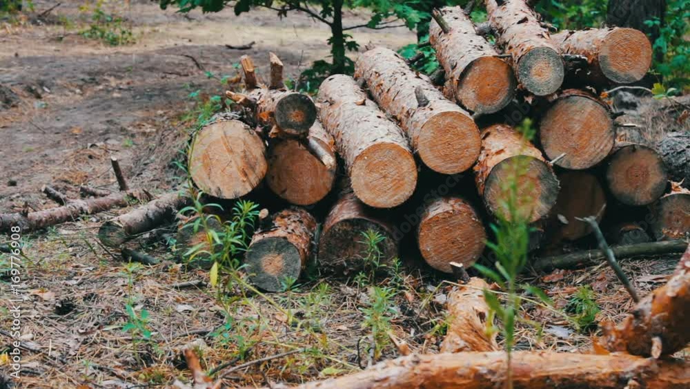 Huge logs from felled trees lie in forest on the ground. Folded trees on the ground. The problem of deforestation.Stump from a newly felled tree Huge logs from felled trees lie in forest on the ground. Folded trees on the ground. The problem of deforestation.Stump from a newly felled tree