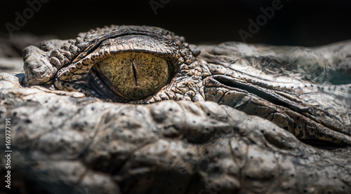 Eye of the Crocodile