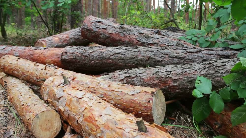 Folded trees on the ground.Stump from newly felled tree.Huge logs from felled trees lie in forest on ground. The problem of deforestation. Folded trees on the ground.Stump from newly felled tree.Huge logs from felled trees lie in forest on ground. The problem of deforestation.