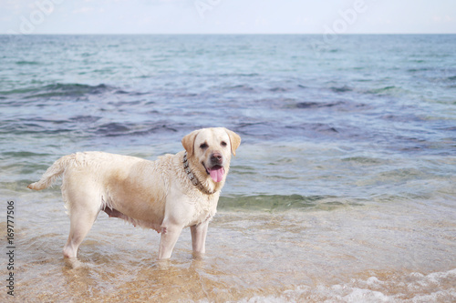 Dog labrador on the background of the sea. A dog is bathing in the sea. Pets.