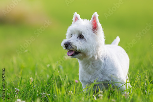 фотографія portrait of a West Highland Terrier