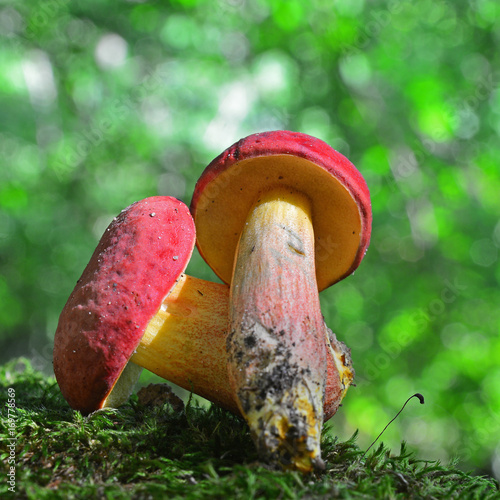 hortiboletus rubellus mushroom photo