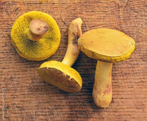 xerocomus submentosus mushroom