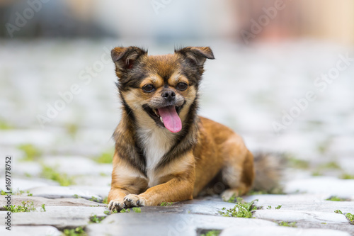Εκτύπωση καμβά portrait of a pekinese-chihuahua hybrid dog