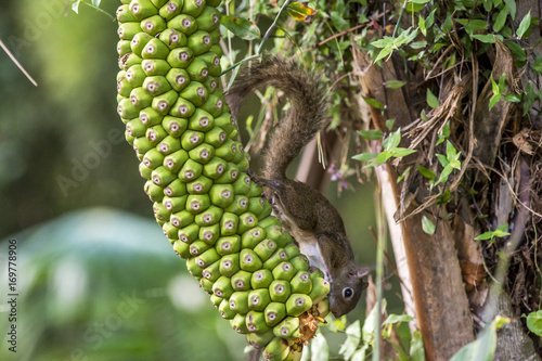 Caxinguelê (Guerlinguetus ingrami) | Brazilian squirrel fotografado em Santa Teresa, Espírito Santo -  Sudeste do Brasil. Bioma Mata Atlântica. photo