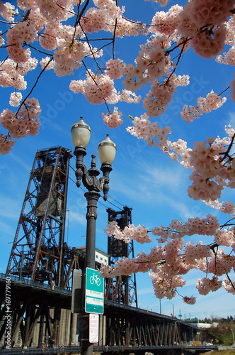 Cherries around Steel Bridge