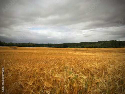 Wheat field on dark and cloudy day
