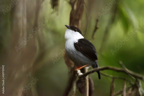 Rendeira (Manacus manacus) | White-bearded Manakin fotografado em Viana, Espírito Santo - Sudeste do Brasil. Bioma Mata Atlântica. 