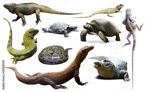 set of reptiles isolated photo