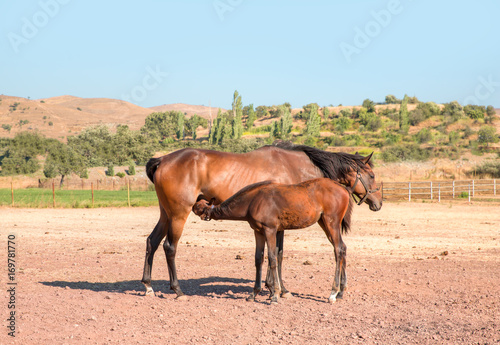 Baby foal drinking milk