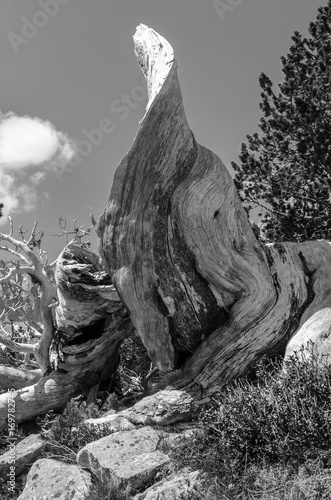 Black and White Photography of a twisted tree trunk photo