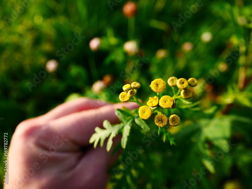 Close-up view on sunny yellow tansy flower hand holded against the green grass background