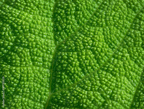 Coarsely Textured Leaf of a Tropical Plant in Extreme Closeup