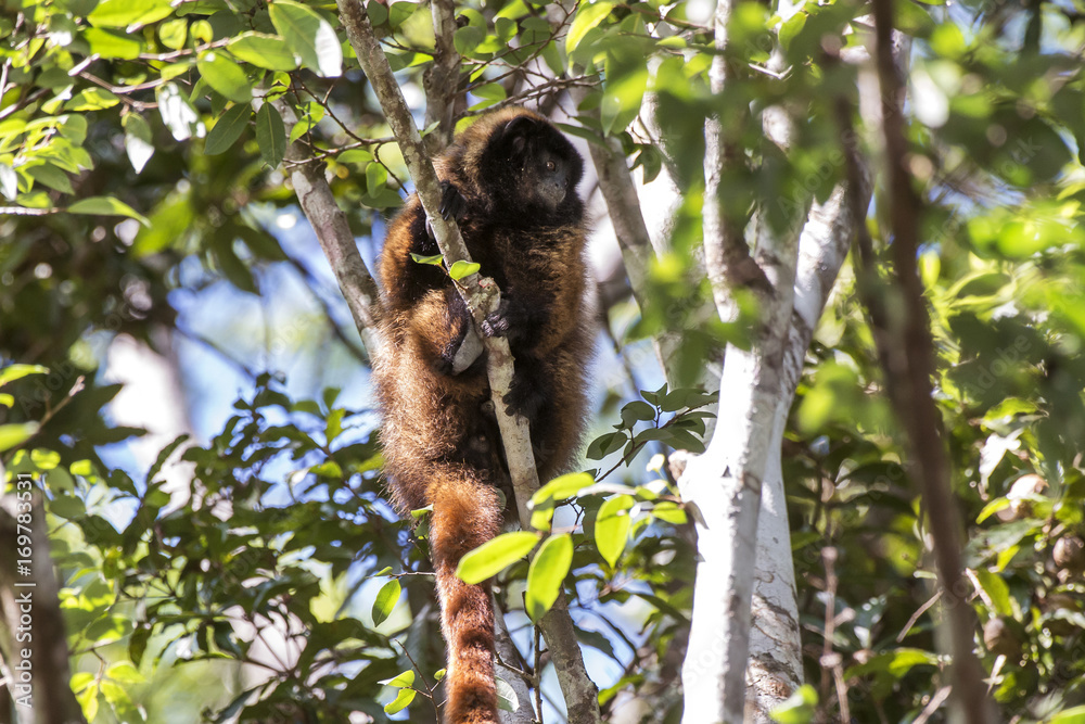 Obraz premium Guigó (Callicebus personatus) | Masked titi monkey fotografado em Domingos Martins, Espírito Santo - Sudeste do Brasil. Bioma Mata Atlântica. 