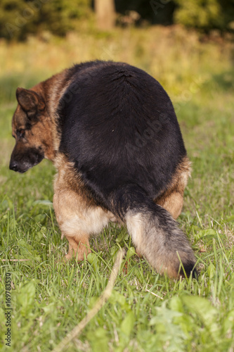 Quadro em tela German shepherd during the morning toilet, droppings