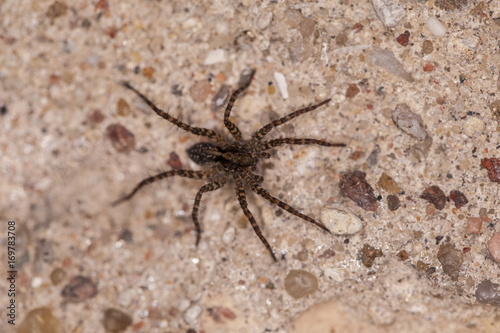 small black spider on concrete, close up 