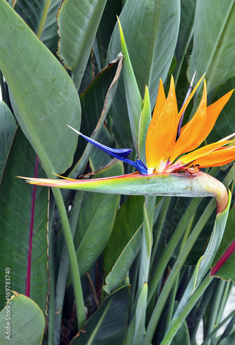 Strelitzia Reginae exotic flower in tropical garden of Tenerife,Canary Islands,Spain.Bird of Paradise flower on green leaves background.Strelitzia.Floral background.