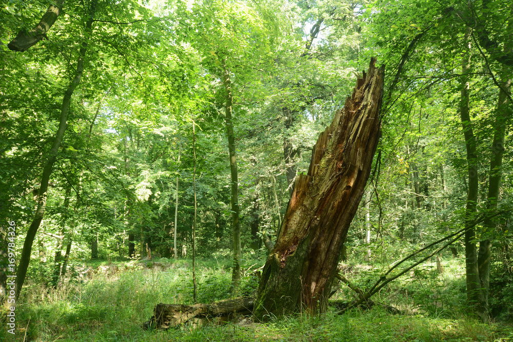 Obraz premium Landschaft 438