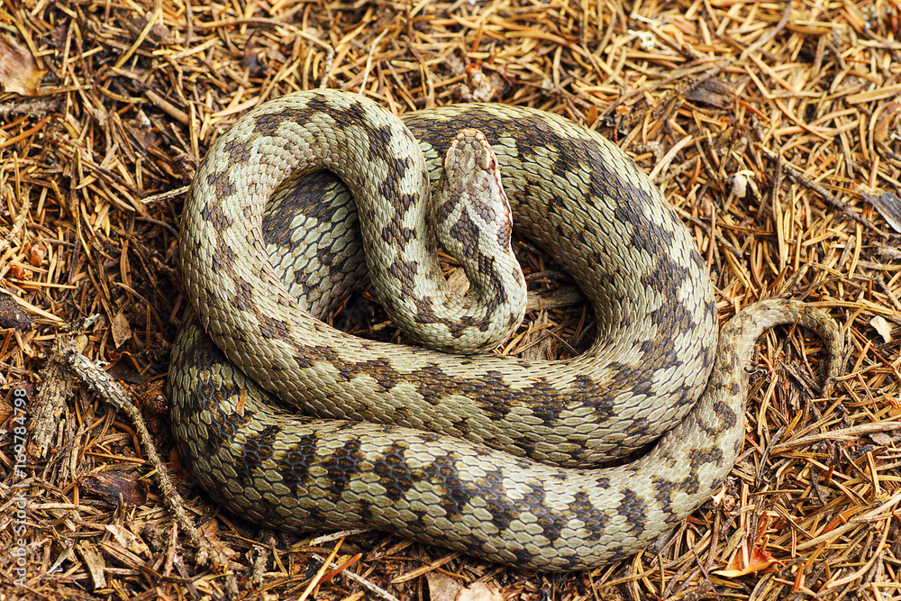 Obraz premium beautiful crossed european common adder