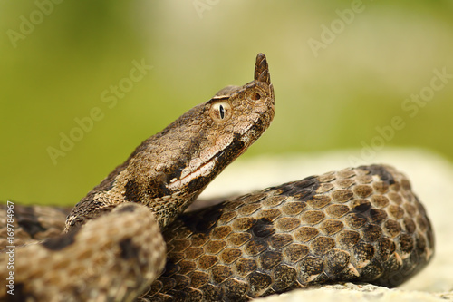 close-up of female nosed viper