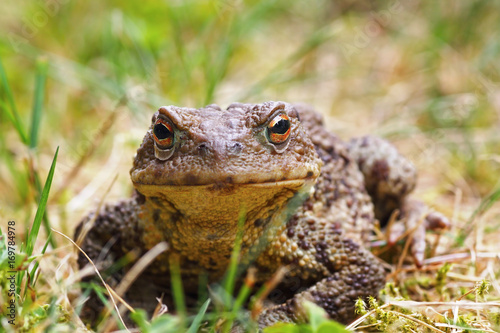 closeup of common brown toad in the grass