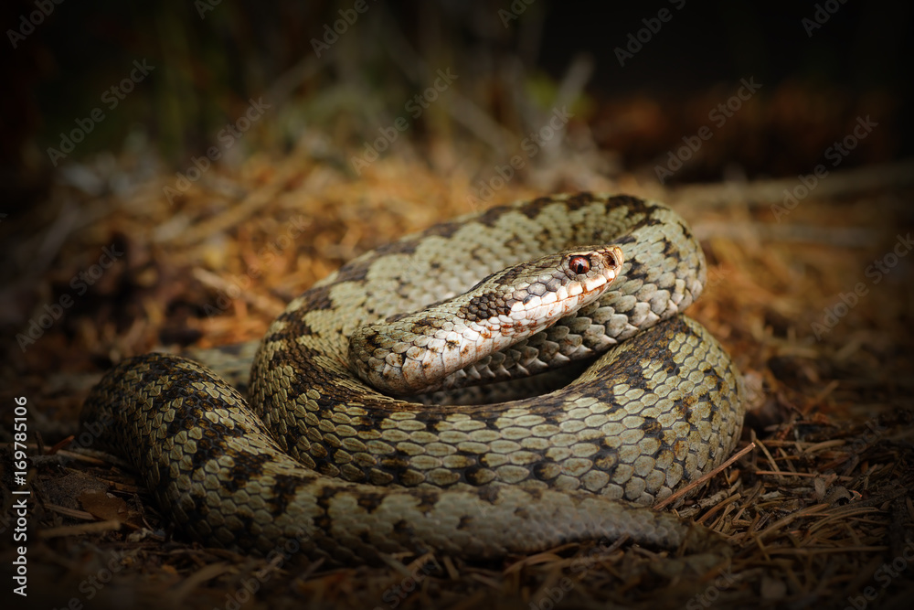european crossed viper, snake on forest ground european crossed viper, snake on forest ground