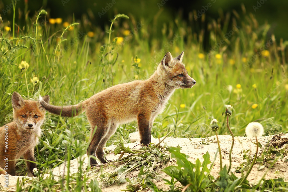 Fototapeta premium fox cub near the forest