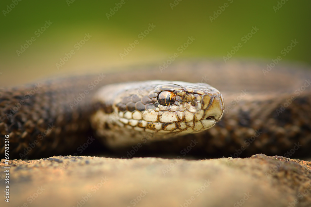 macro portrait of juvenile meadow adder macro portrait of juvenile meadow adder