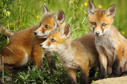 red fox brothers near the den © taviphoto