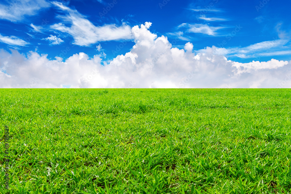 Green grass, Background image of lush grass field under blue sky