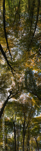 Vertical panorama of autumnal forest