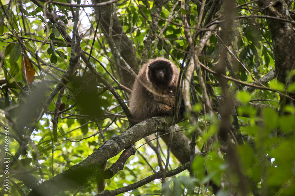 Obraz premium Guigó (Callicebus personatus) | Masked titi monkey fotografado em Domingos Martins, Espírito Santo - Sudeste do Brasil. Bioma Mata Atlântica. 
