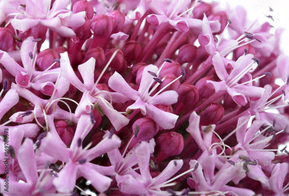 Pink flowers/Eupatorium maculatum/ macro