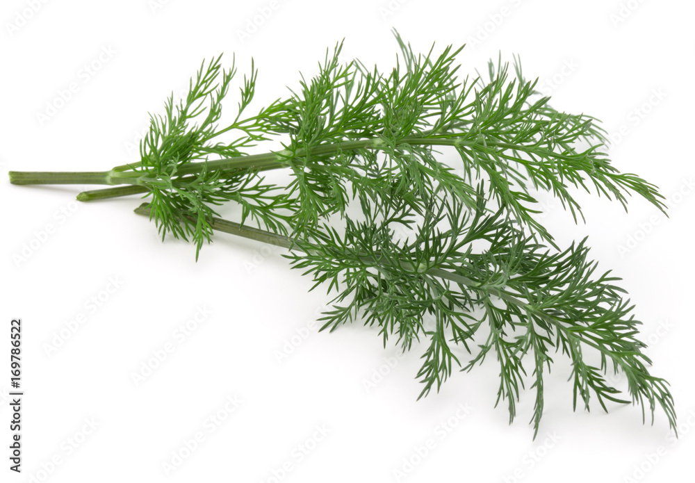Close up shot of branch of fresh green dill herb leaves isolated on white background Close up shot of branch of fresh green dill herb leaves isolated on white background