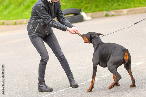 Doberman Pinscher dog close-up