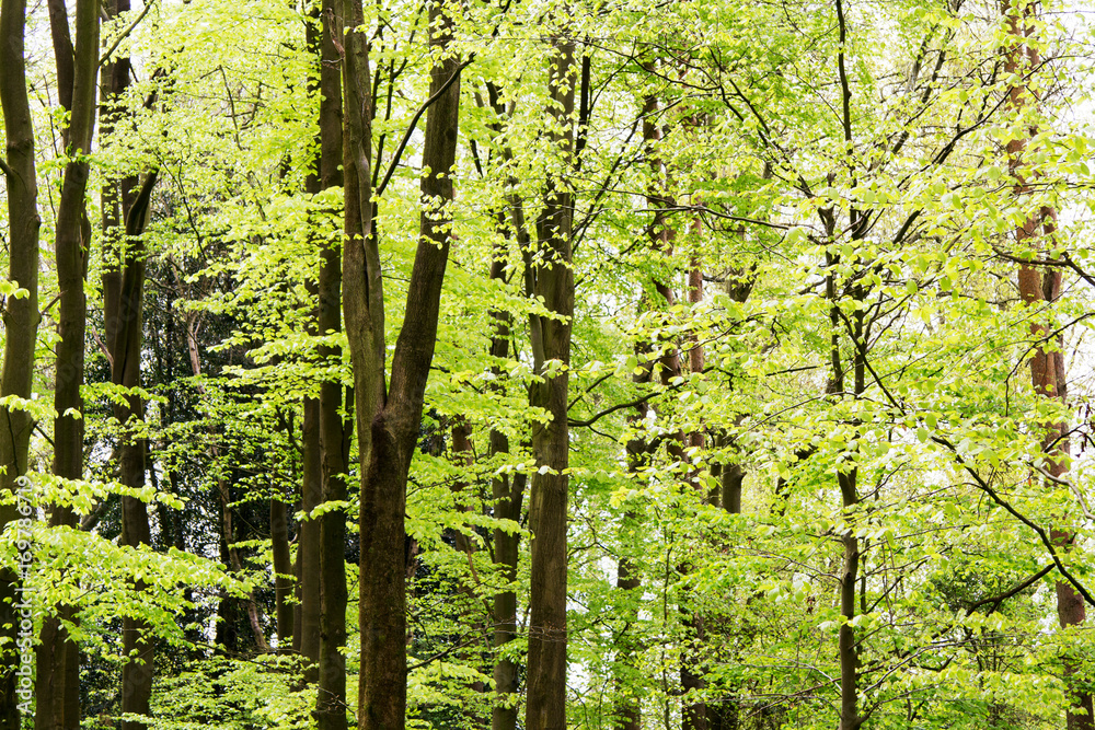 Fototapeta premium English woodland coming to life in spring