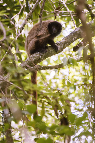 Guigó (Callicebus personatus) | Masked titi monkey fotografado em Domingos Martins, Espírito Santo -  Sudeste do Brasil. Bioma Mata Atlântica. 