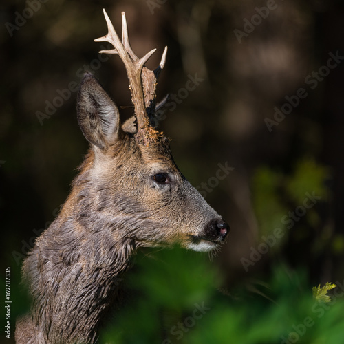 Roedeer close up from the side © Jonas