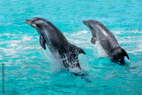Dolphins jumping out of water