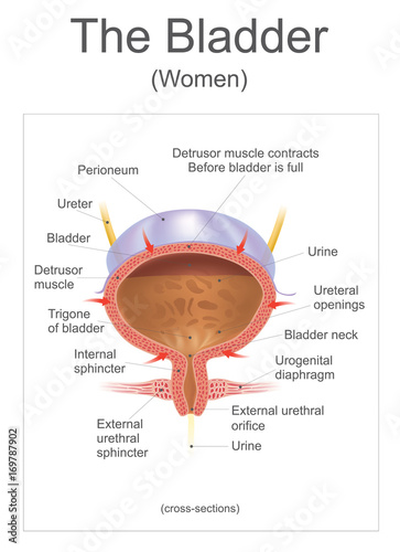 Bladder In the human the bladder is a hollow muscular, and distensible organ, that sits on the pelvic floor. Urine enters the bladder via the ureters and exits via the urethra. Info graphic Vector. photo