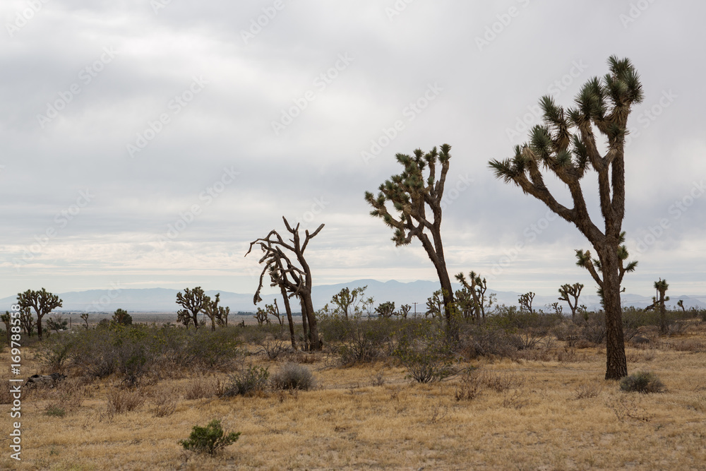 desert