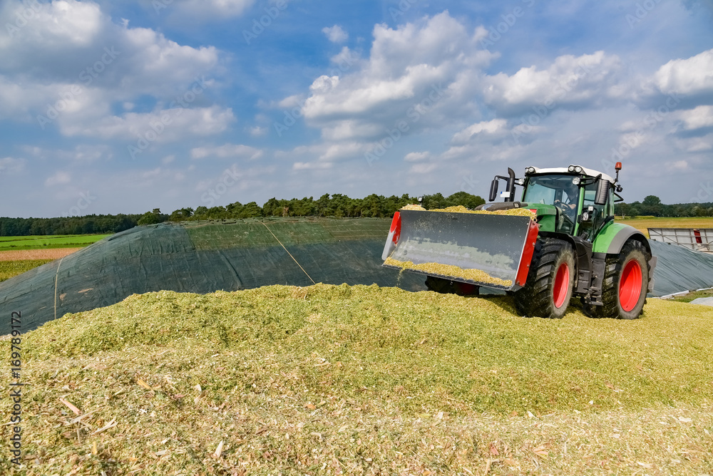 Fototapeta premium Maisernte - Traktor mit Planierschild auf großem Maishaufen