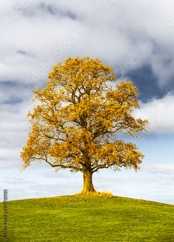 Eiche im Herbst